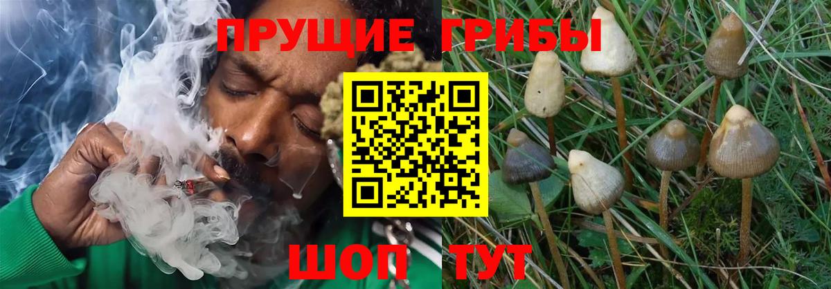 Галлюциногенные грибы Psilocybe  Вход с VPN  Камень-на-Оби  Псилоцибиновые грибы мицелий 